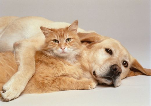 Un cane e un gatto sono sdraiati uno accanto all'altro