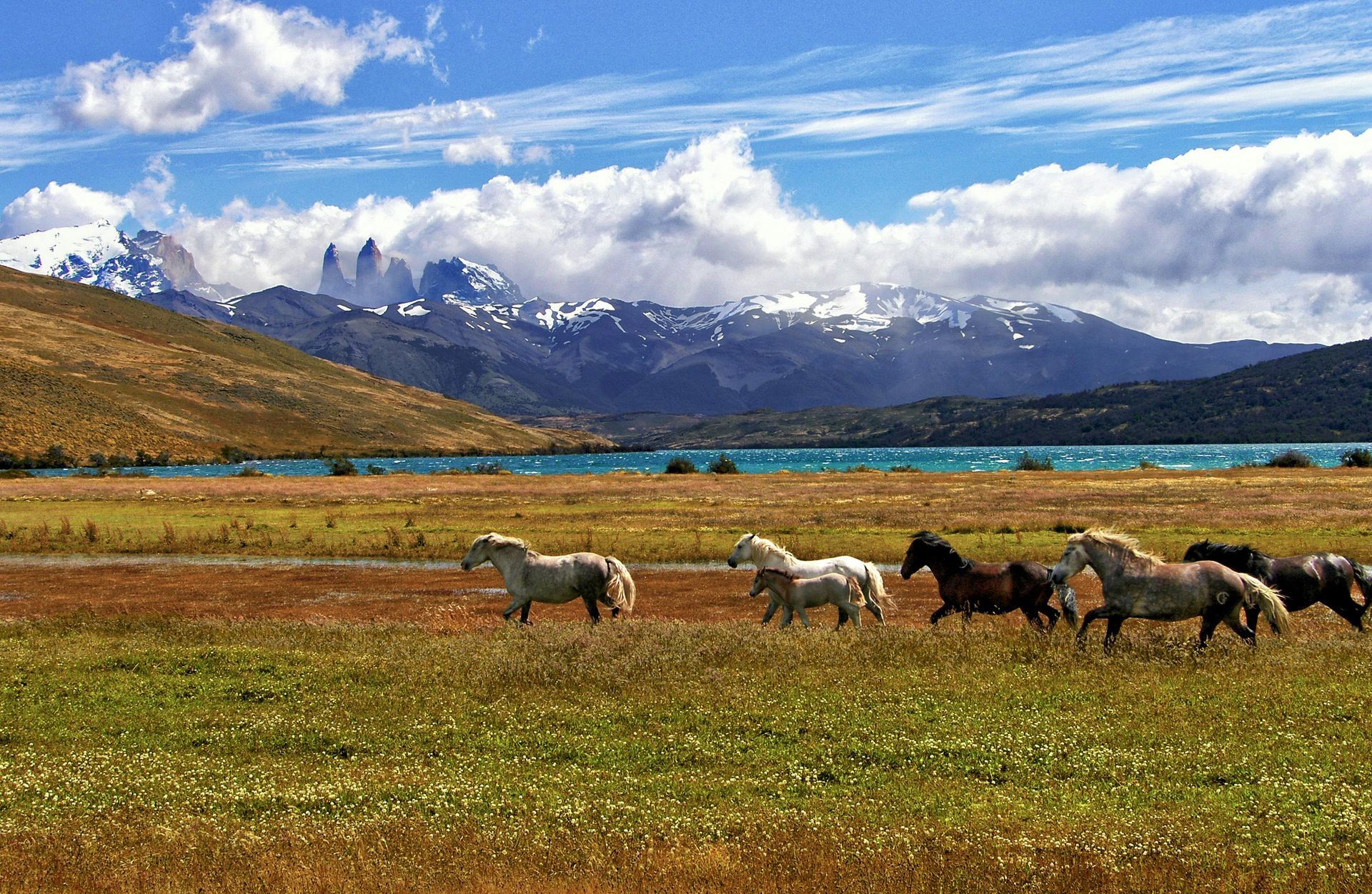 Horses graze in a grassy field near a lake and snow-capped mountains.
