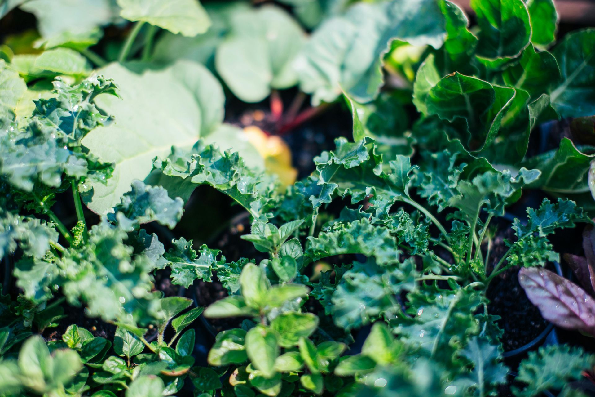 Close-up of a vibrant vegetable garden with kale, lettuce, and other green leafy plants.