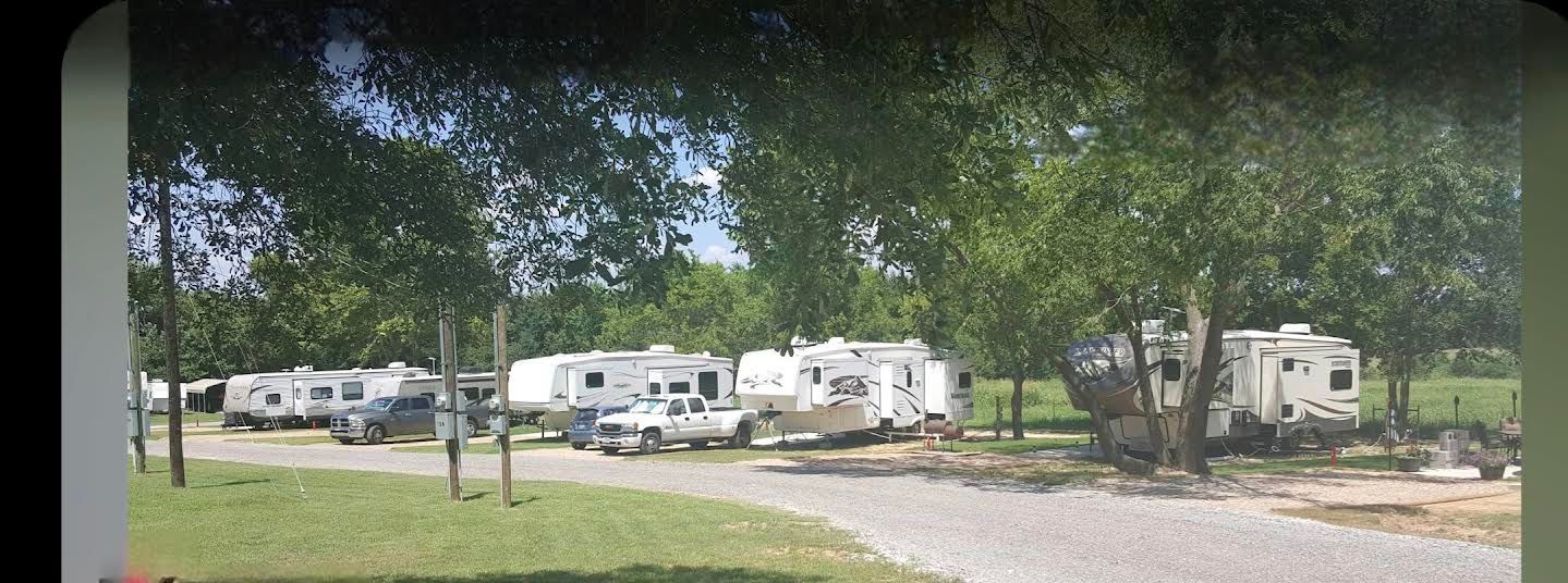 A row of rv 's are parked in a park under a tree.