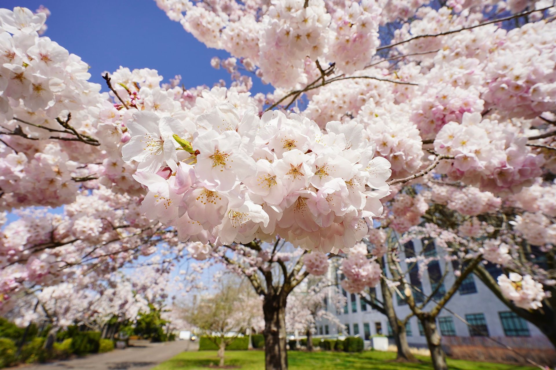 A poster for the oregon cherry blossom photo contest