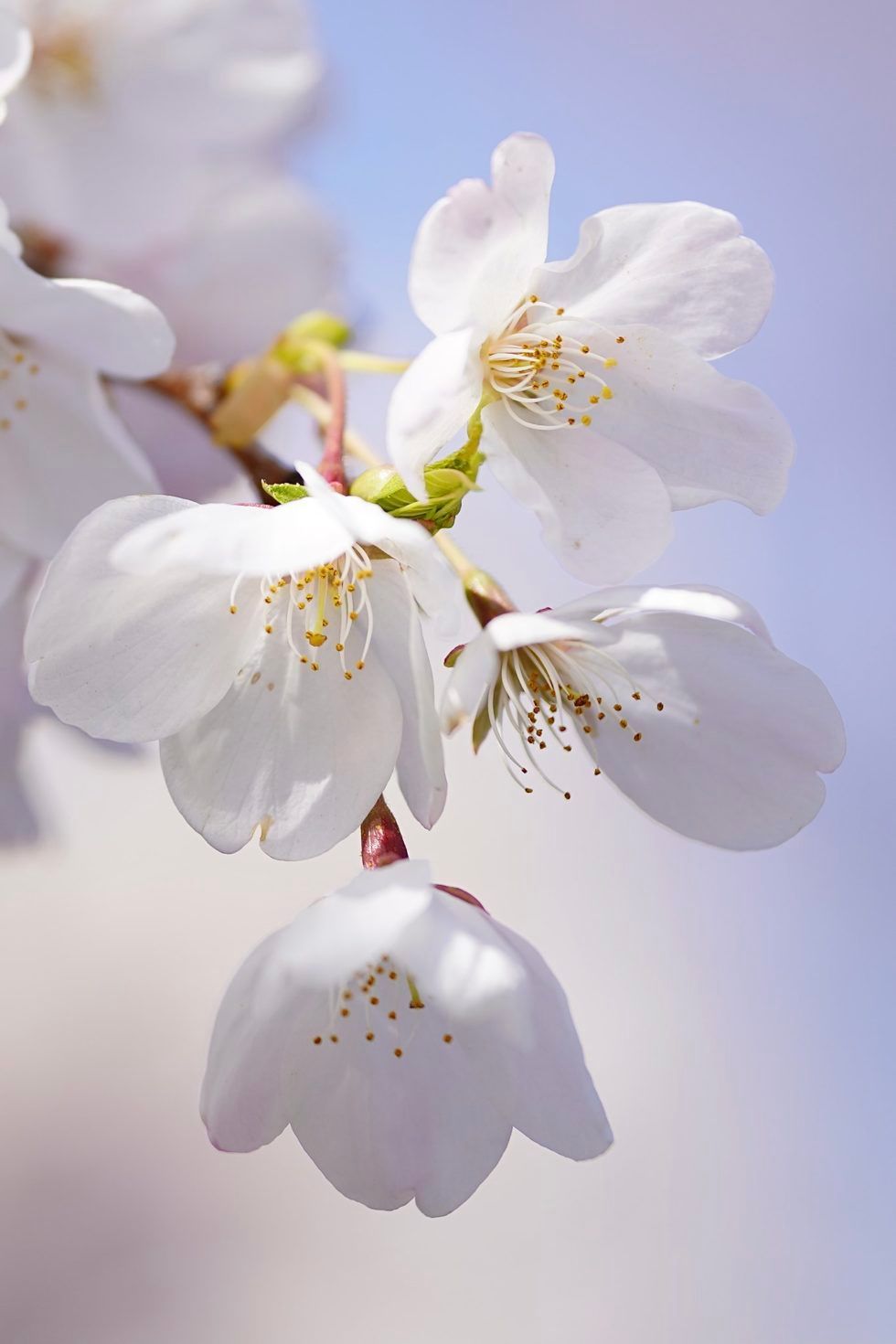 A poster for the oregon cherry blossom photo contest