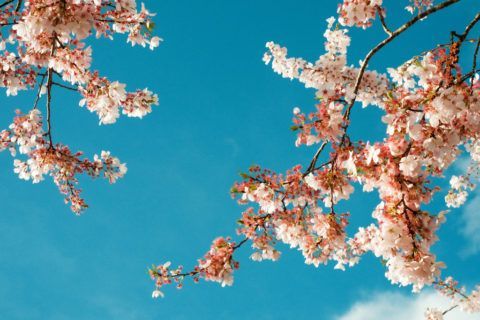 A poster for the oregon cherry blossom photo contest