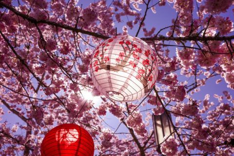 A poster for the oregon cherry blossom photo contest