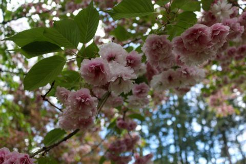 A poster for the oregon cherry blossom photo contest