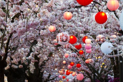 A poster for the oregon cherry blossom photo contest