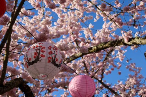 A poster for the oregon cherry blossom photo contest