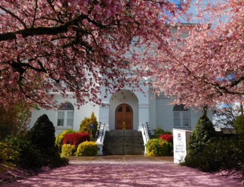 A poster for the oregon cherry blossom photo contest