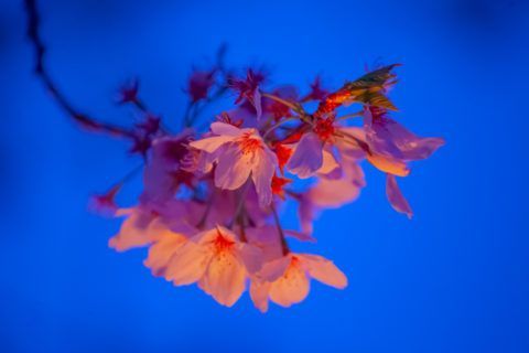 A poster for the oregon cherry blossom photo contest