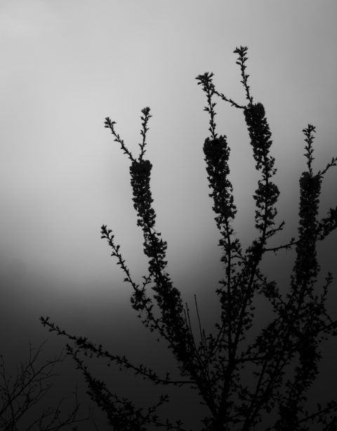 A poster for the oregon cherry blossom photo contest