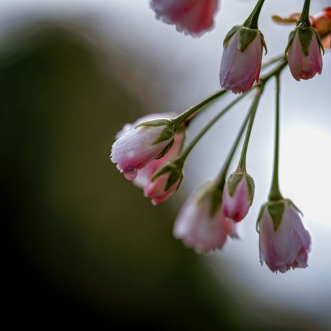 A poster for the oregon cherry blossom photo contest