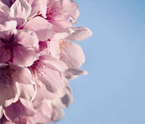 A poster for the oregon cherry blossom photo contest