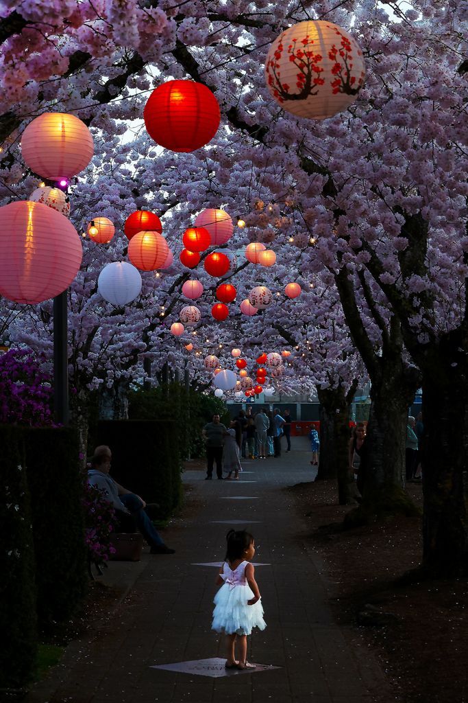 A poster for the oregon cherry blossom photo contest