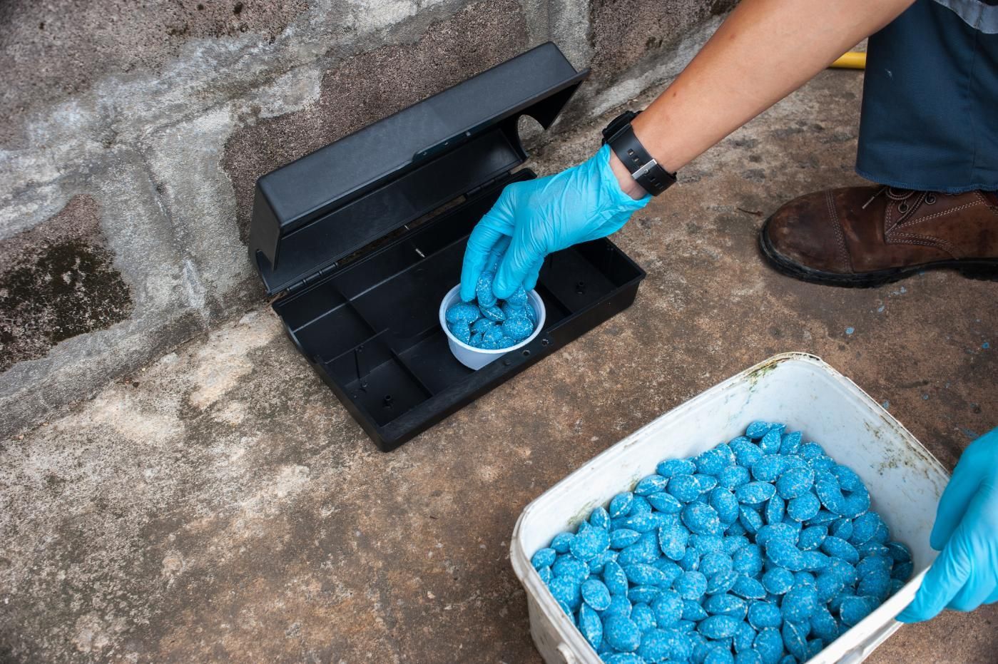 Person in blue gloves placing blue rodenticide pellets into a black bait station near a brick wall.