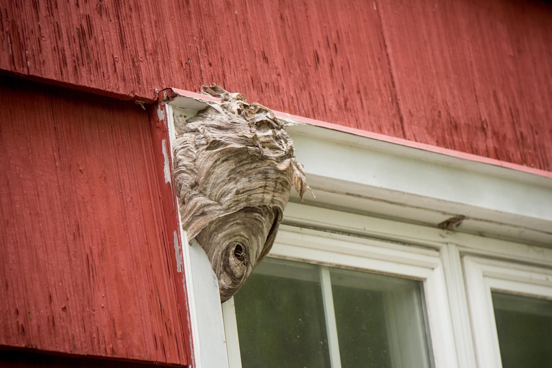 Wasp nest attached to red siding and white window frame. Nest is gray and brown.