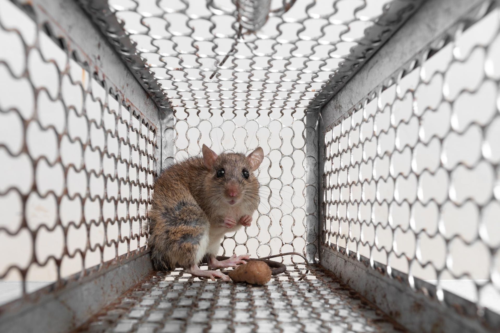 A mouse trapped inside a metal cage, looking at the camera.
