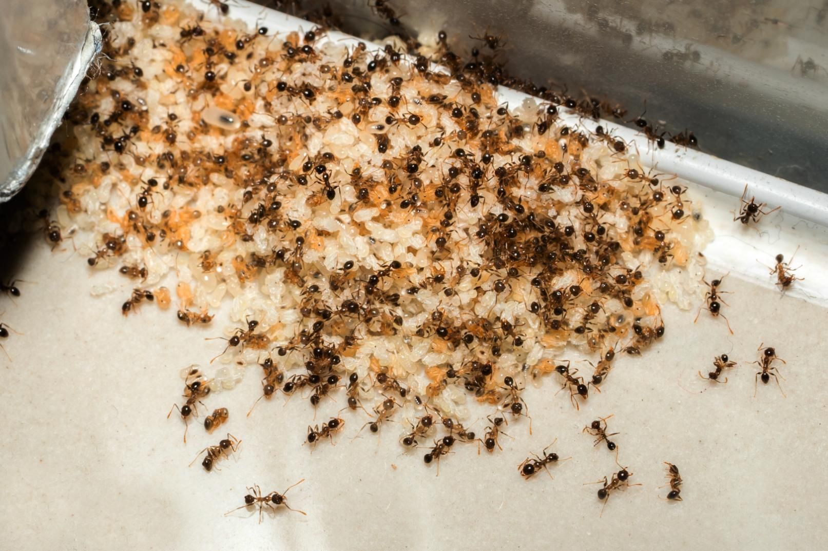 Ants swarming on a pile of rice inside a metal container.