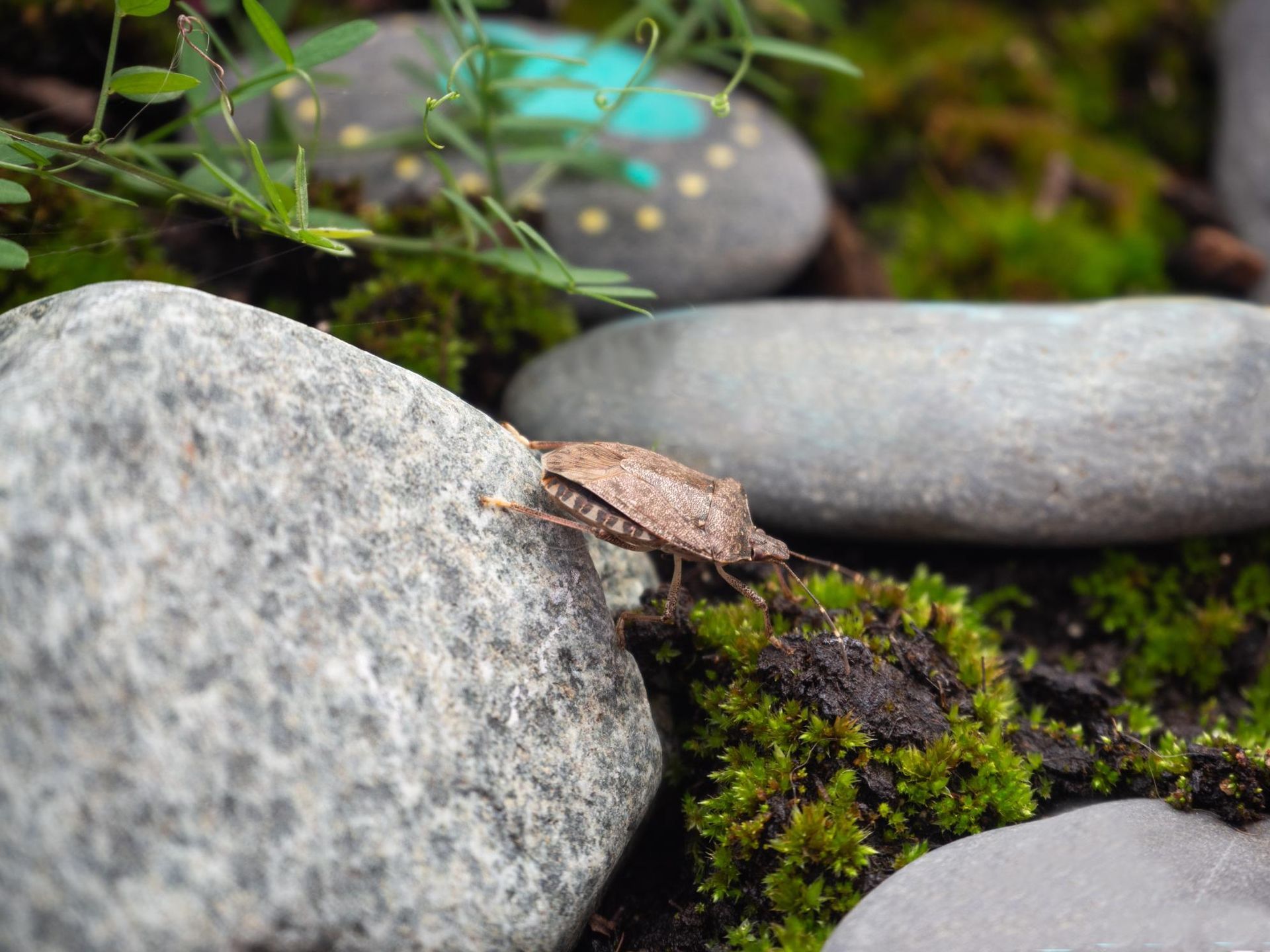 Brown stink bug on a gray rock, surrounded by moss and other stones.