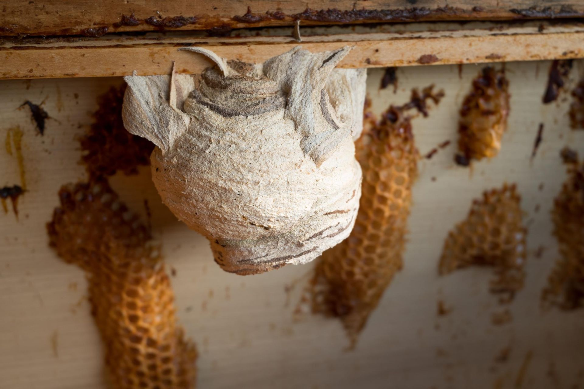 A tan praying mantis ootheca (egg case) hangs from wood, with honeycomb cells nearby.