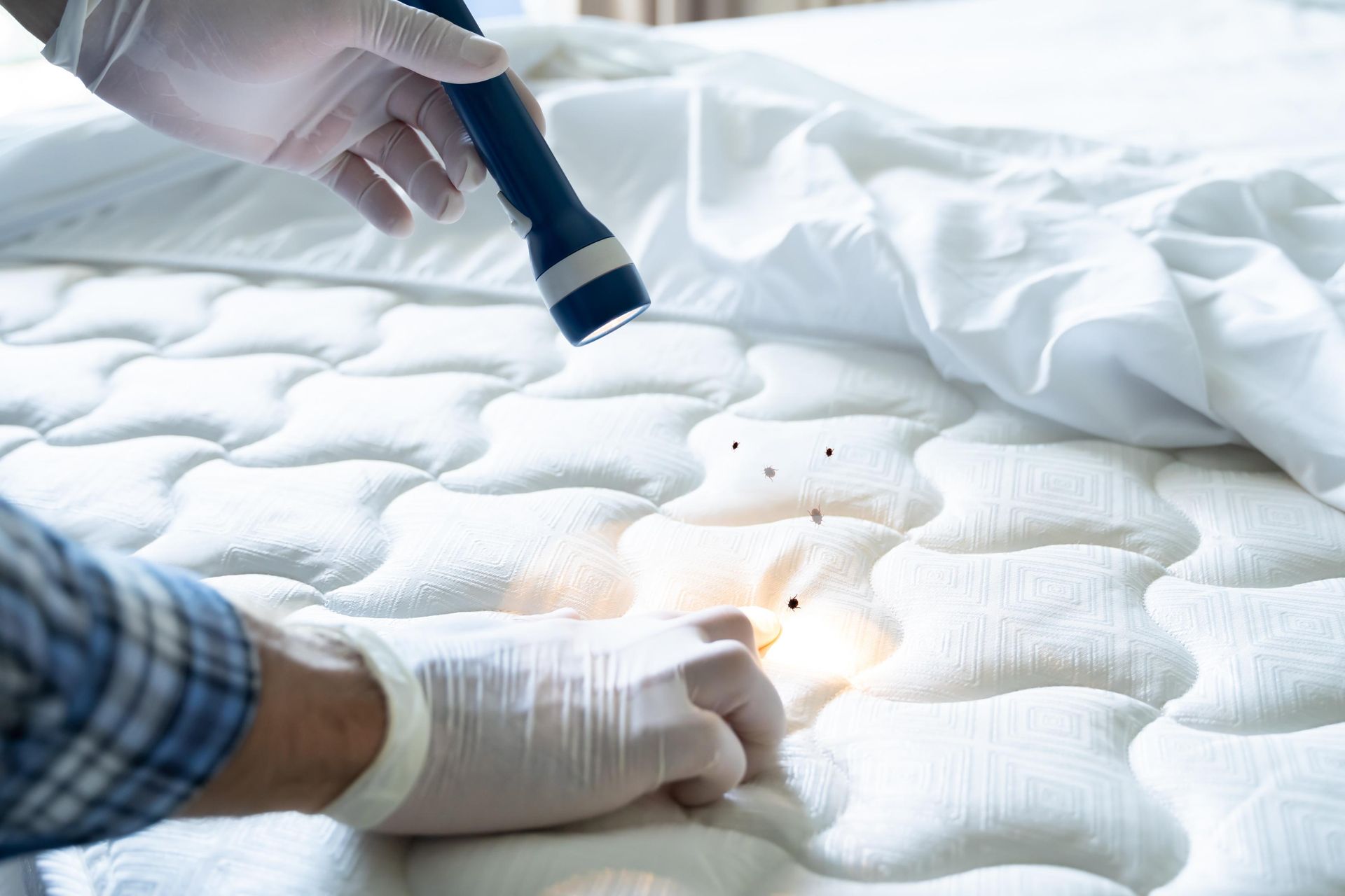 A person in gloves inspects a mattress with a flashlight, looking for bed bugs.
