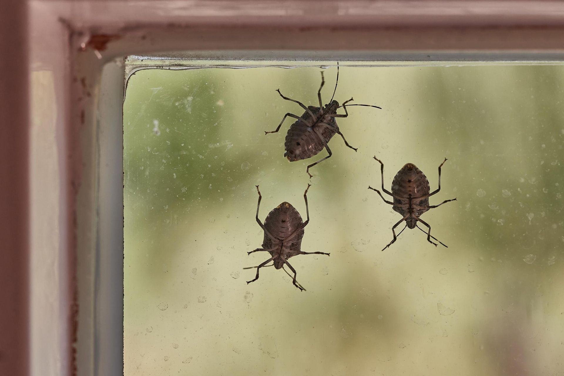Three brown stink bugs clinging to a window pane.