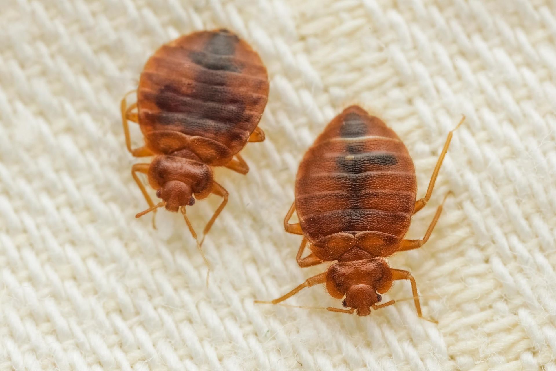 Two bed bugs on a white, textured surface. 