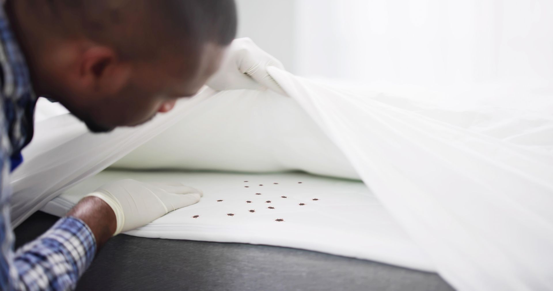 Person inspecting a white sheet for small, dark specks, possibly bed bugs, indoors.