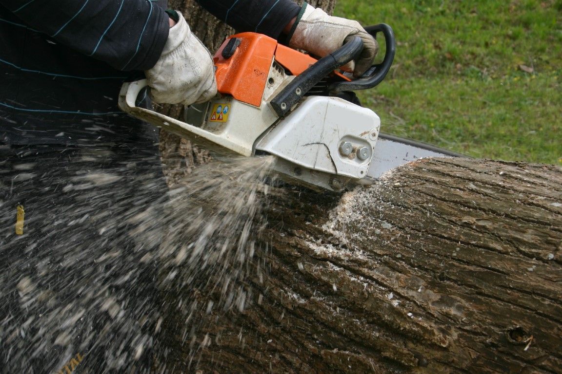 A person is cutting a tree with a chainsaw.