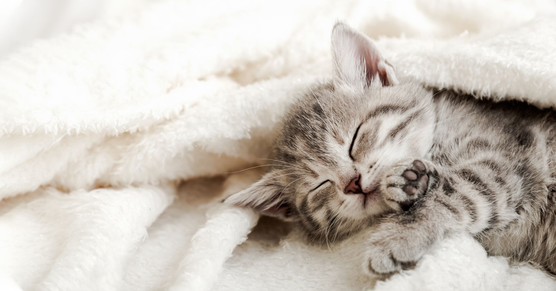 Cat under cover