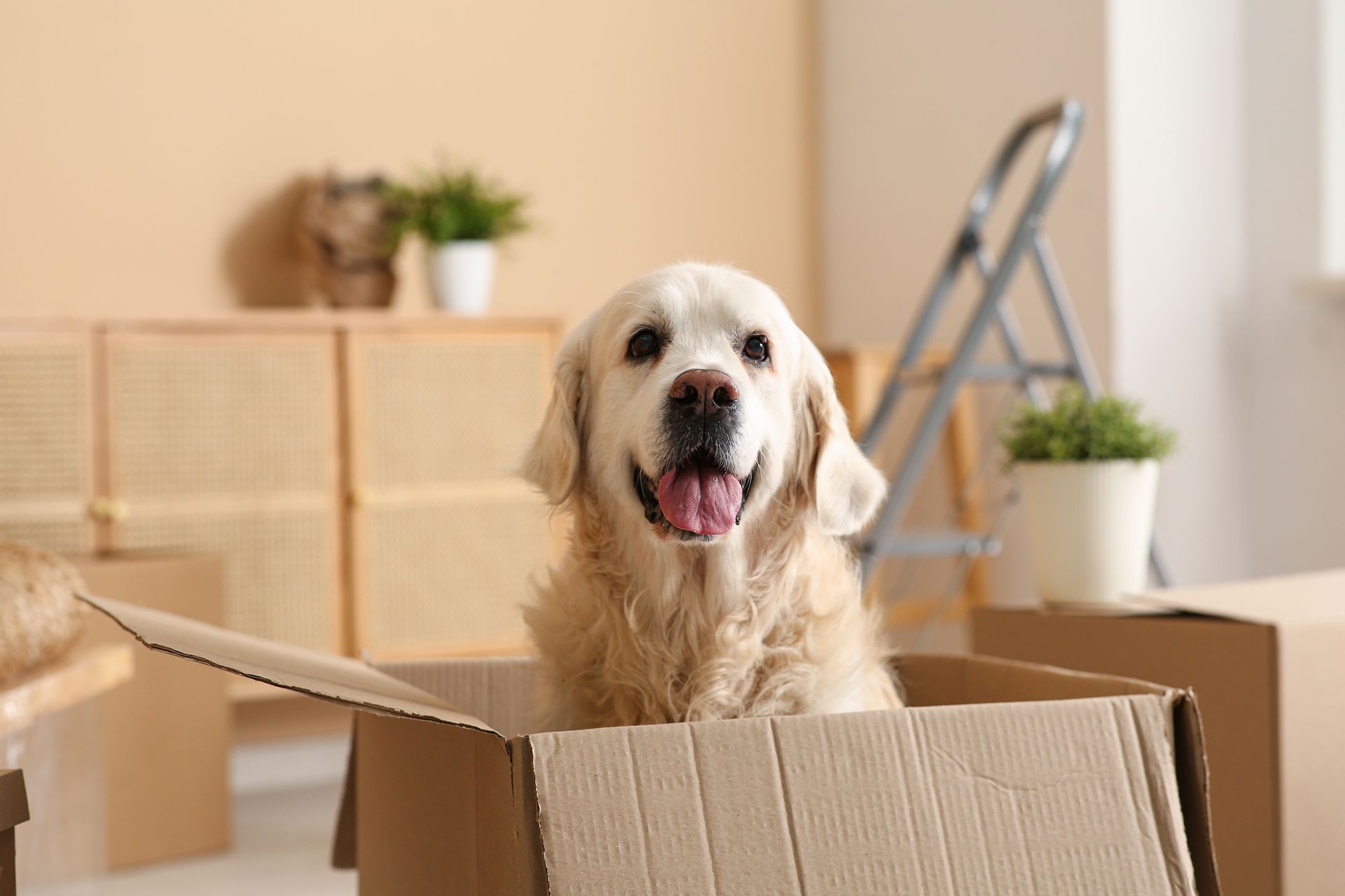 Dog inside the box