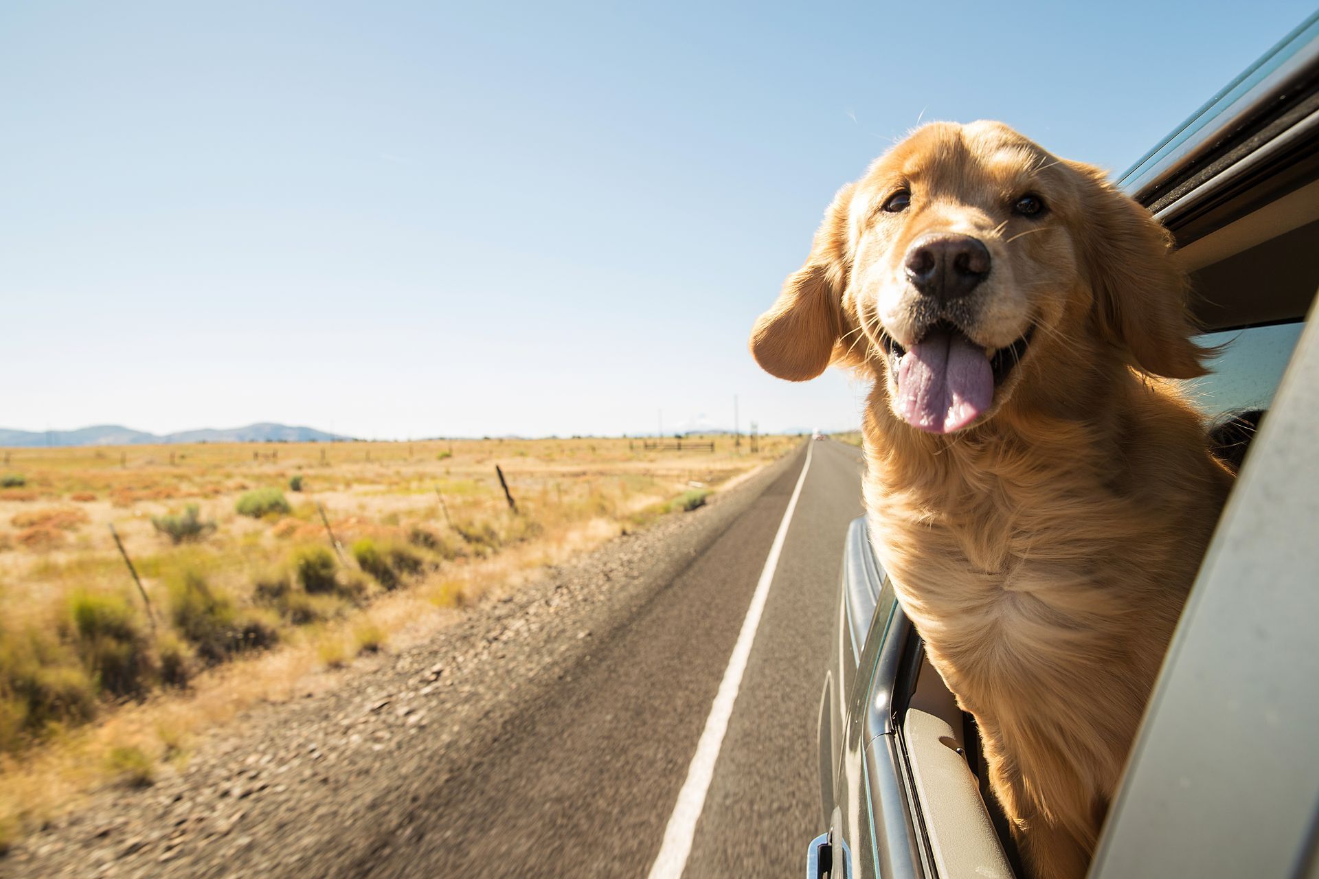 Dog leaning in car