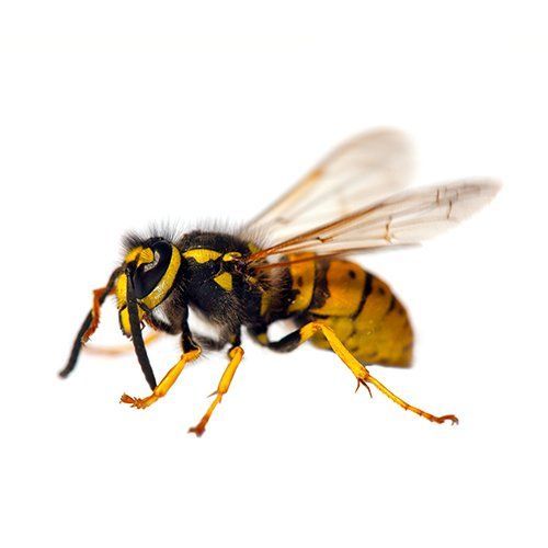 Wasp — Monterey County, CA — Monterey Bay Pest Control Inc.