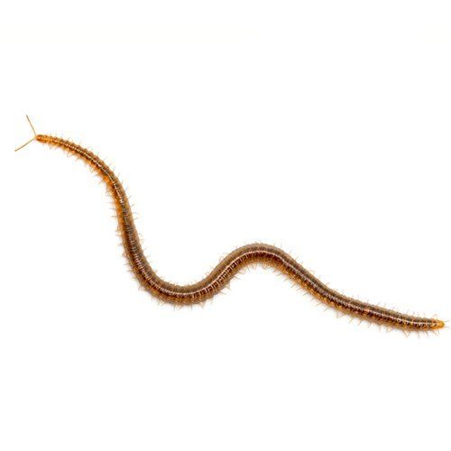 Centipede — Monterey County, CA — Monterey Bay Pest Control Inc.