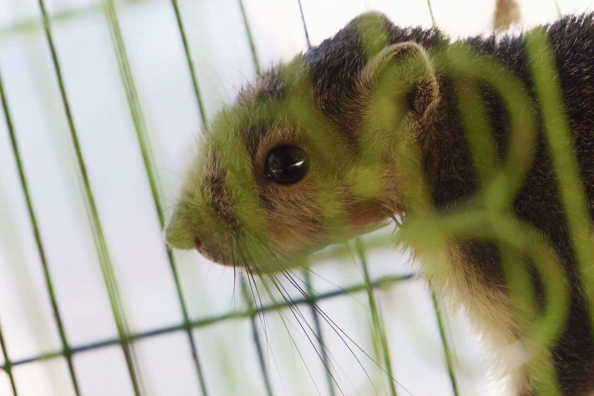 Rock Squirrel On Cage — Monterey County, CA — Monterey Bay Pest Control Inc.