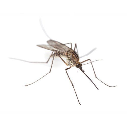 Mosquito — Monterey County, CA — Monterey Bay Pest Control Inc.