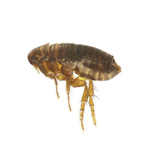 Flea — Monterey County, CA — Monterey Bay Pest Control Inc.