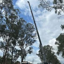 Crane hire for tall tree removal projects