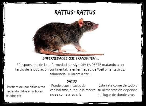 Rata Rattus. Texto sobre enfermedades que transmite: peste, etc., y datos sobre sus hábitos.