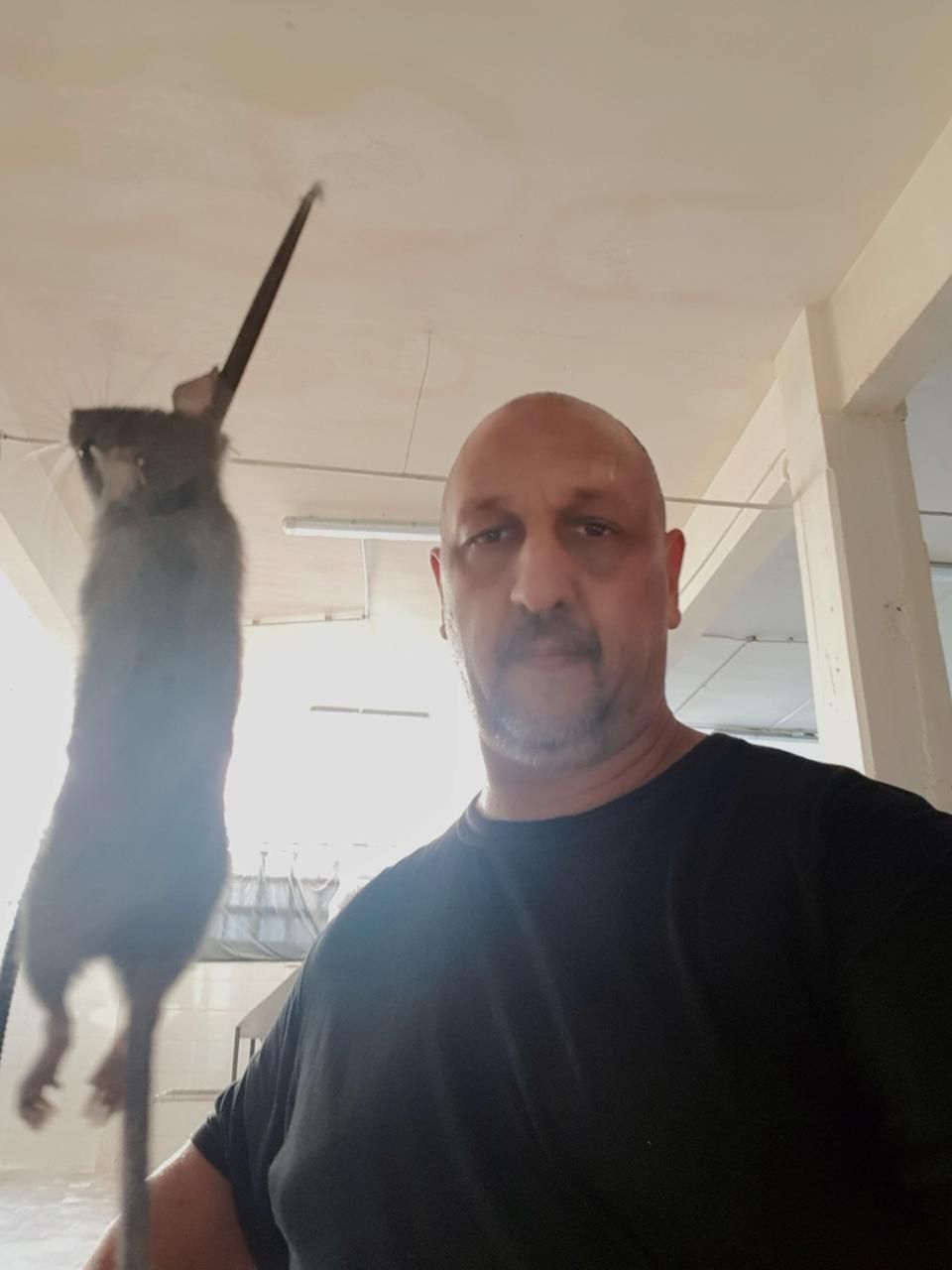 Un hombre calvo con bigote sostiene una rata por la cola en una habitación blanca.