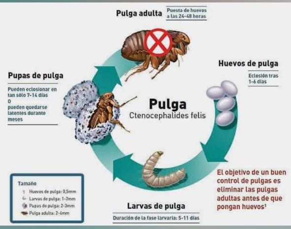 Ciclo de una pulga, que ilustra los huevos, la larva, la pupa y los estadios adultos de Ctenocephalides felis.