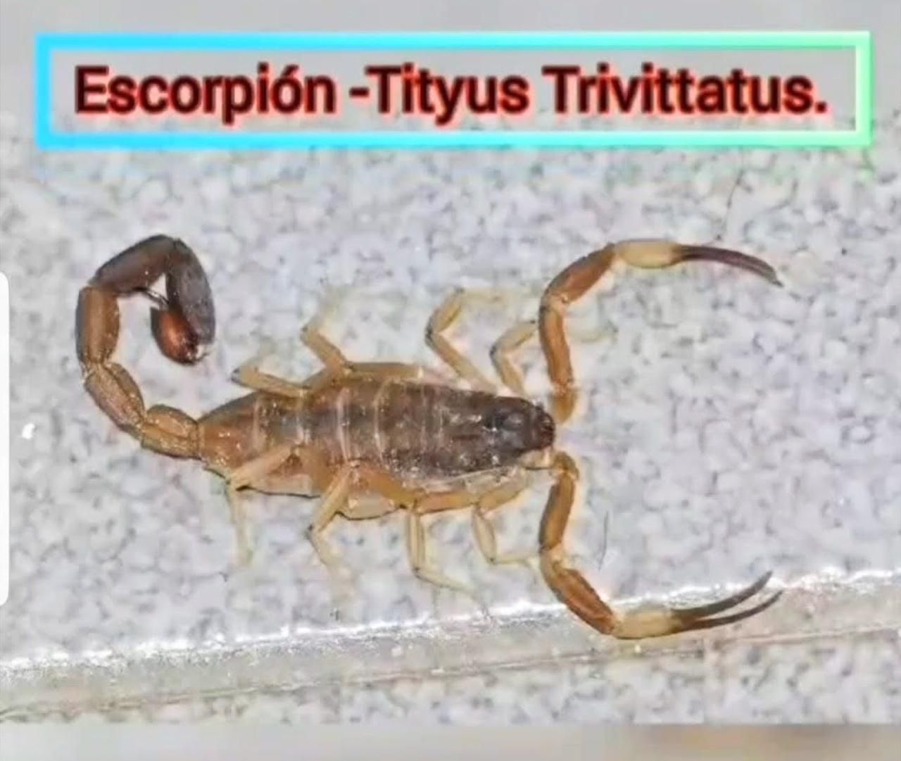 Escorpión marrón, Tityus Trivittatus, sobre una superficie estampada, con etiqueta de texto.