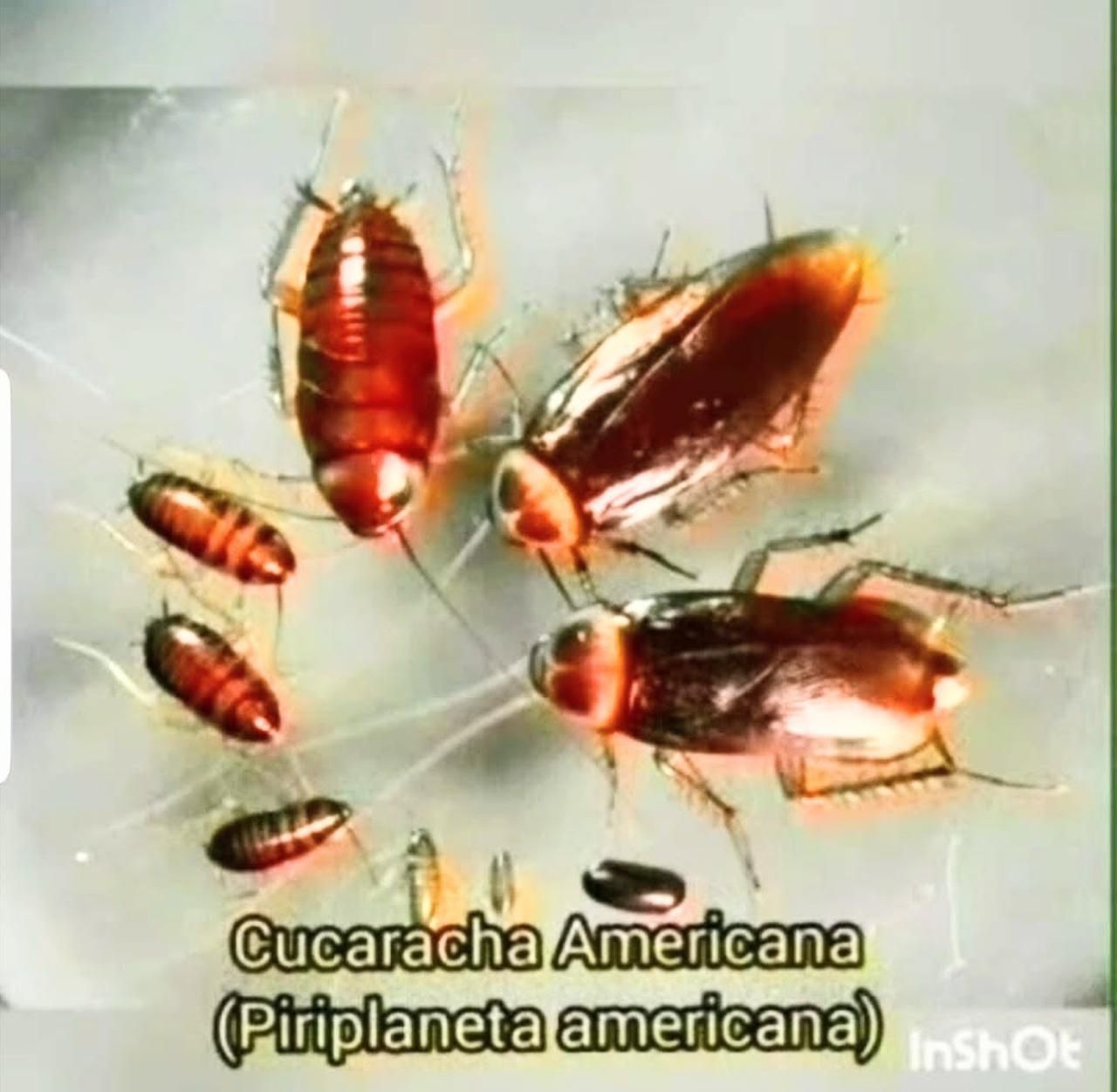 Cucarachas americanas marrones agrupadas, el texto dice 
