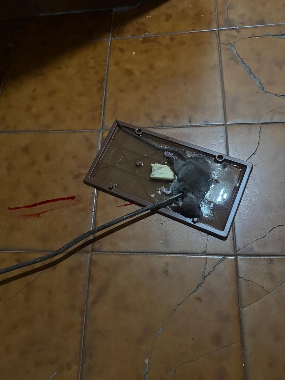 Trampa para ratones en suelo de baldosas. Ratón atrapado en pegamento. Mancha roja cerca.