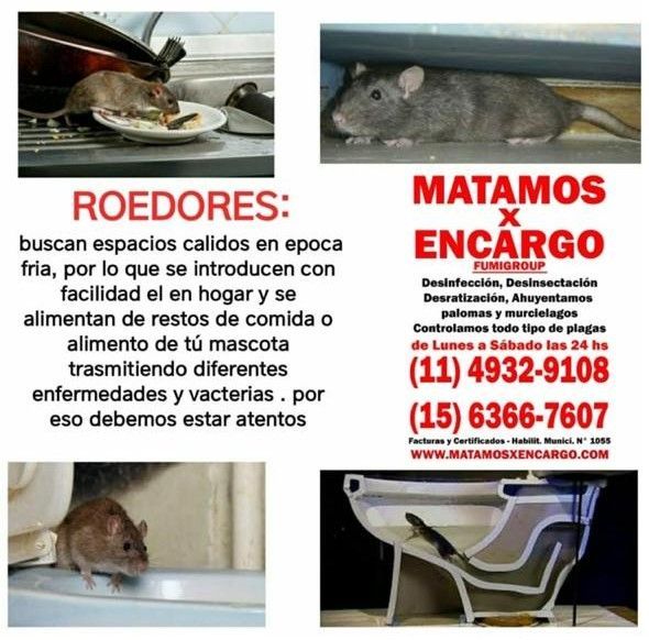 Roedores en una cocina, anunciando servicios de control de plagas: 