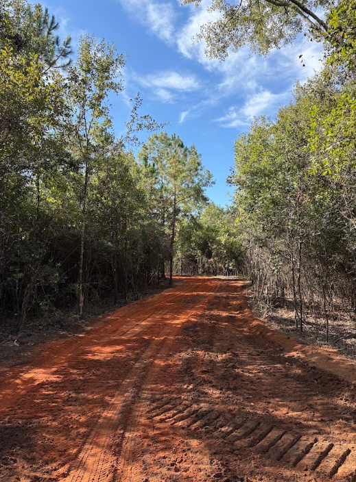 Dirt road through a forest with blue sky, trees on both sides, and tire tracks.