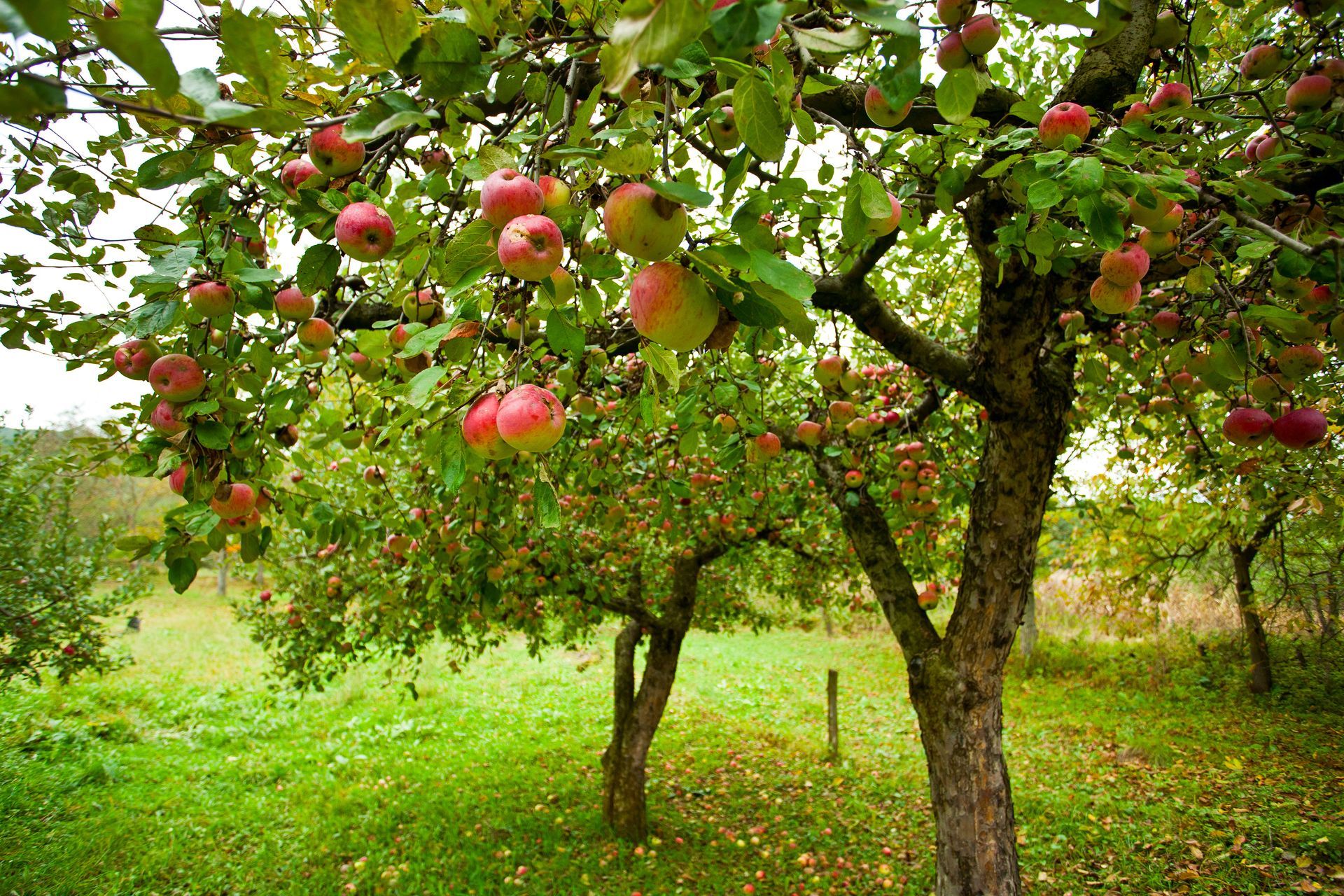 A bunch of apples hanging from a tree in an orchard