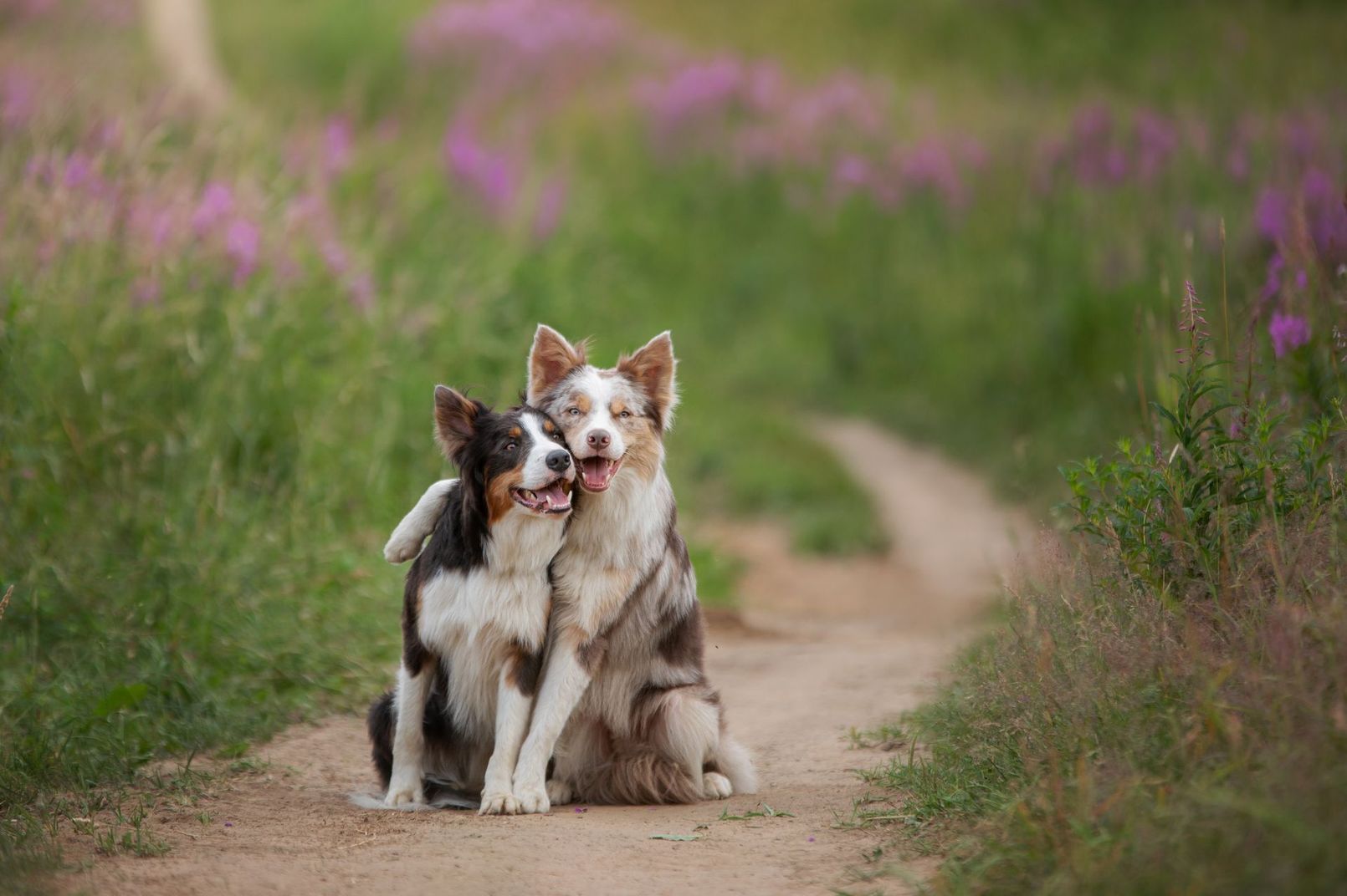 Two dogs are sitting next to each other on a dirt road.