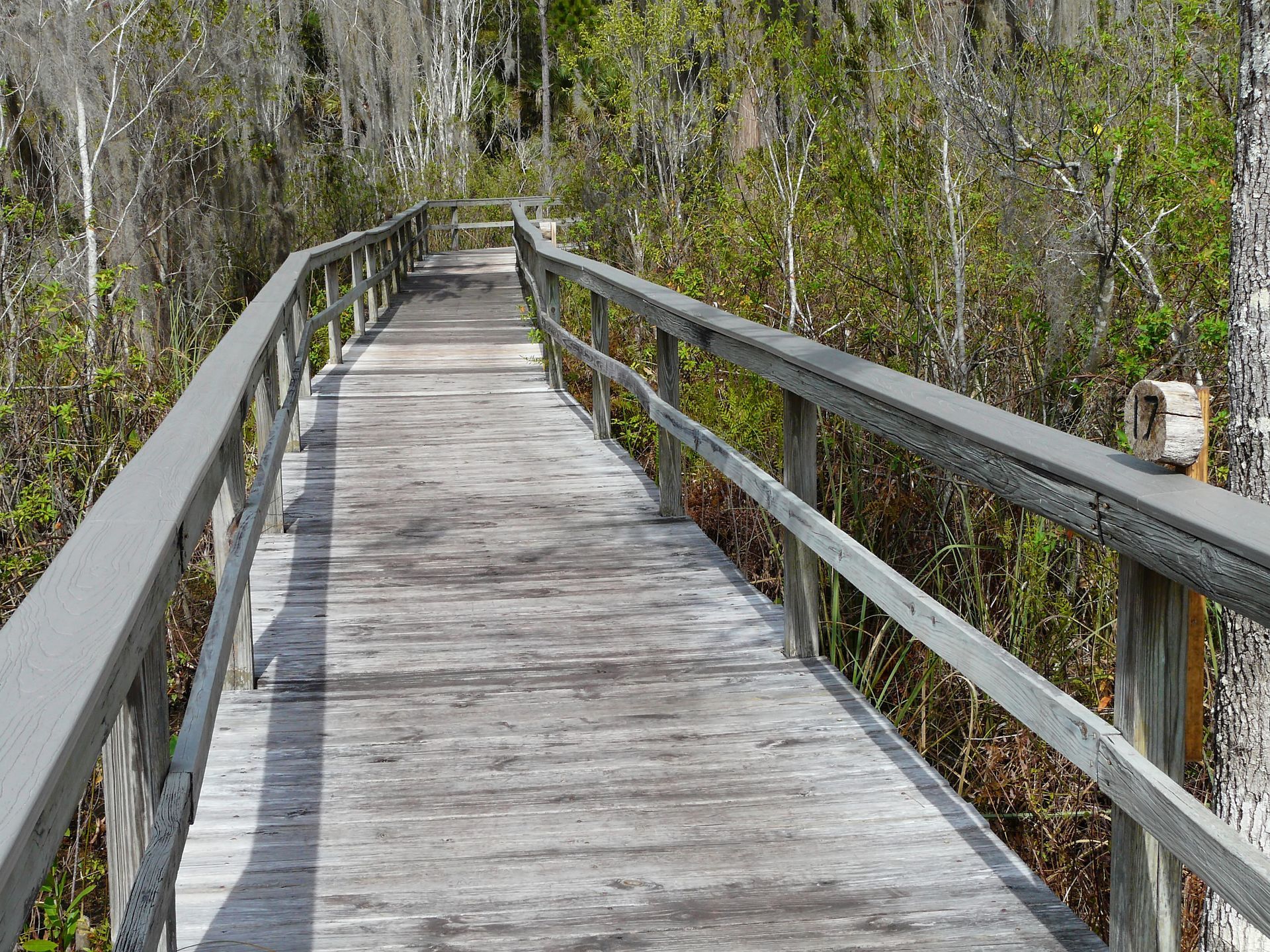 A wooden walkway going through a forest with trees on both sides