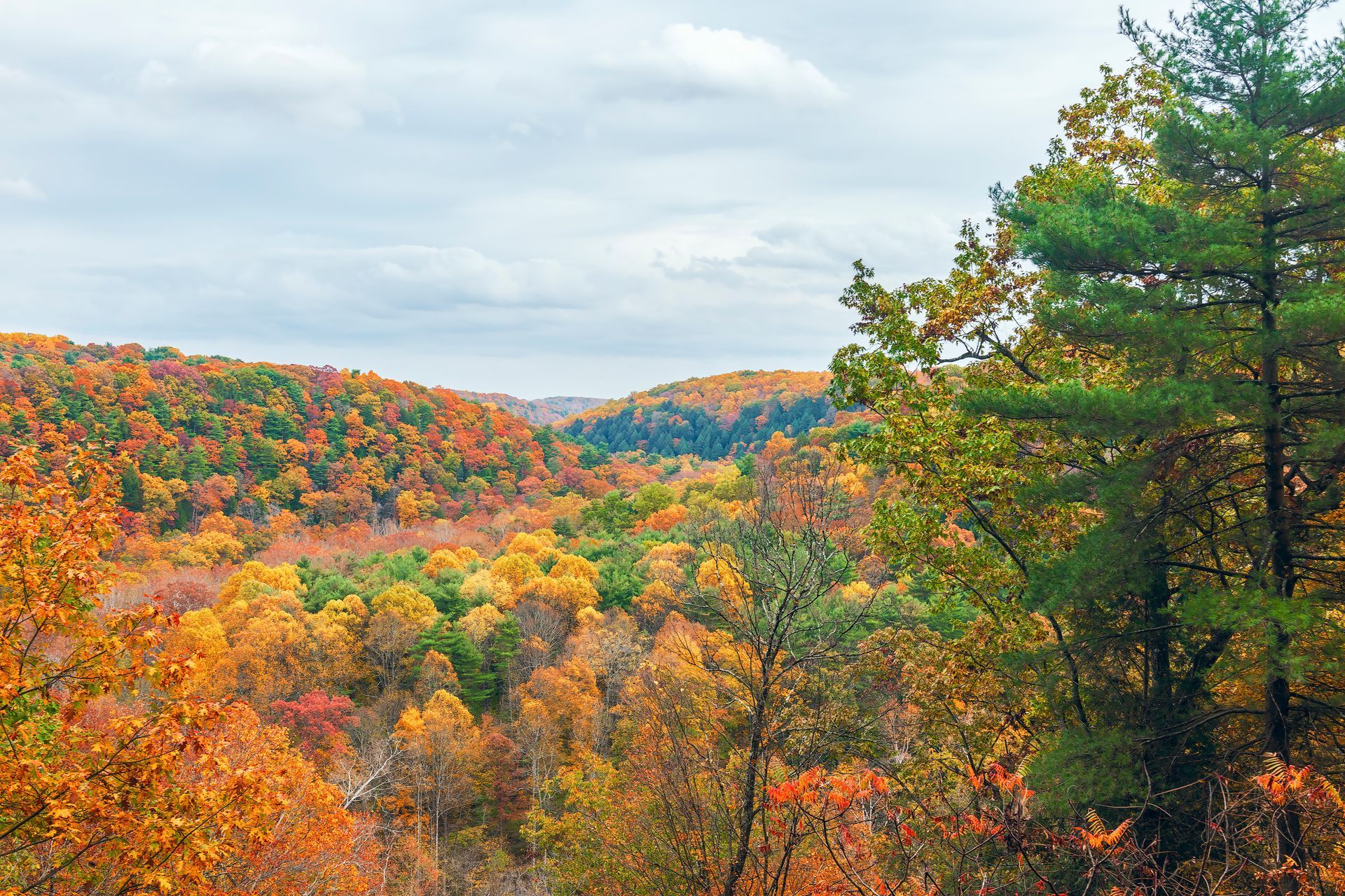 A view of a forest in autumn with trees changing colors