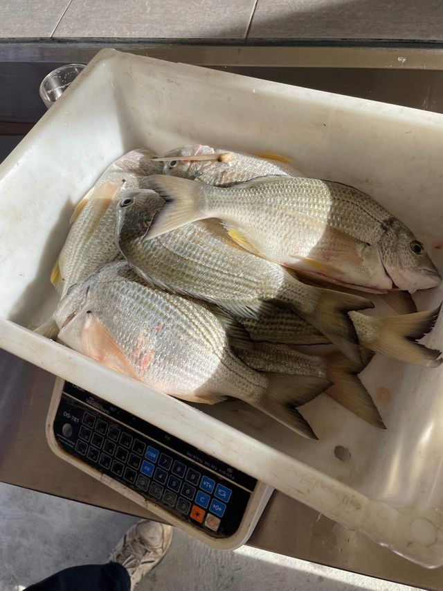 A Tray Of Fish Is Sitting On Top Of A Scale — Pacific Palms Bowling Club In Smiths Lake, NSW